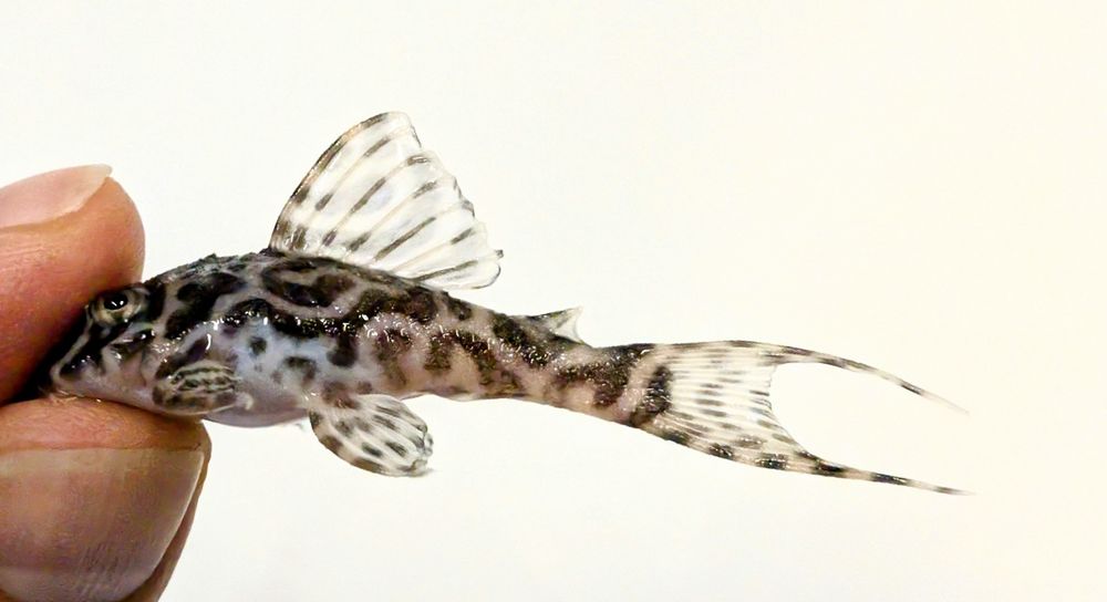 L066 hypancistrus 6cm