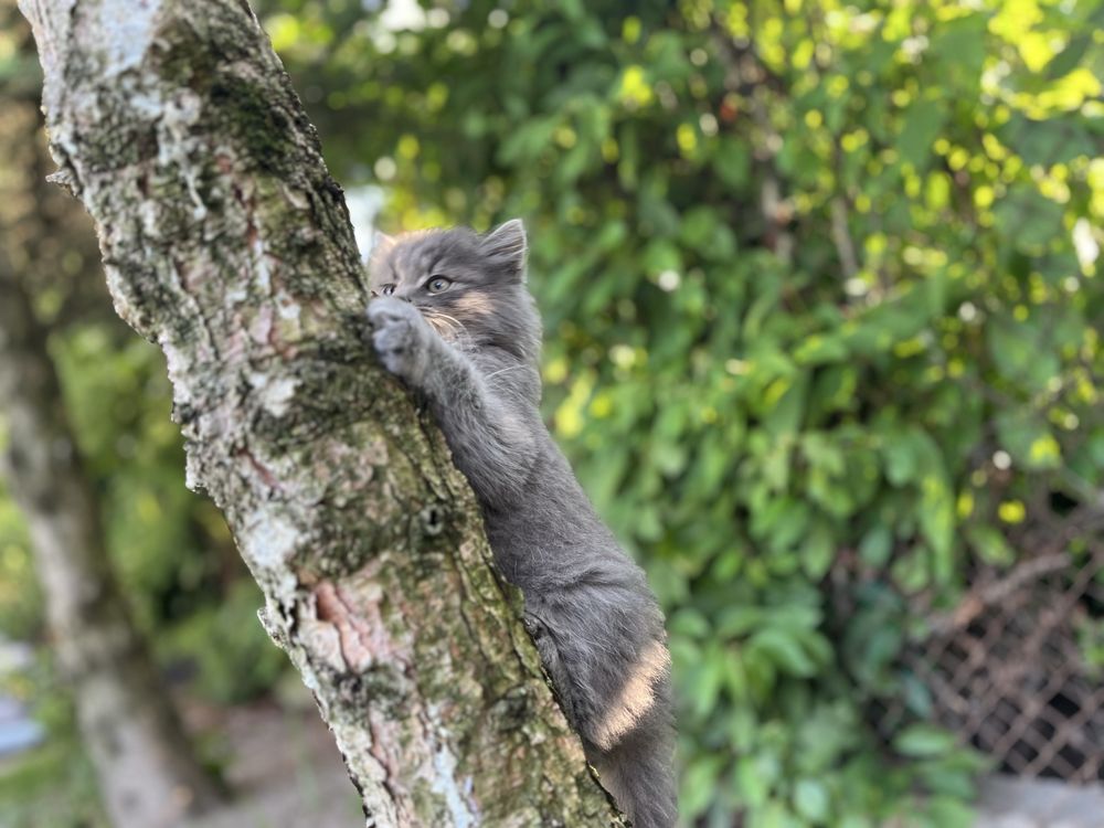 Котик вік 1,5 місяці