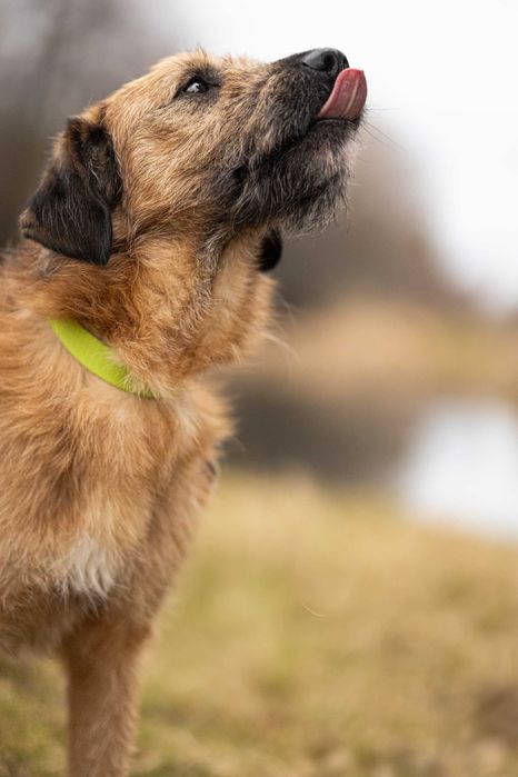 Bono – mądry szorściak w typie border terrier szuka domu!