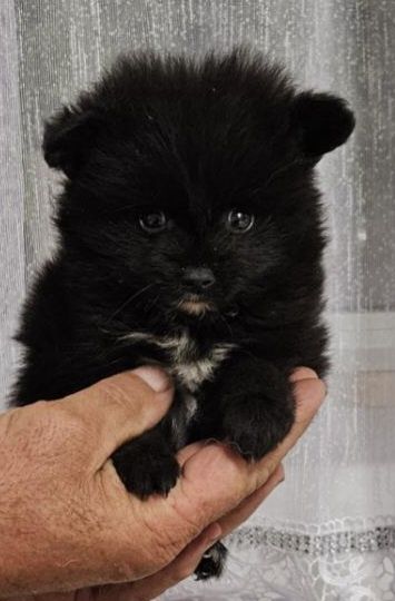 Pomeranian boo samiec