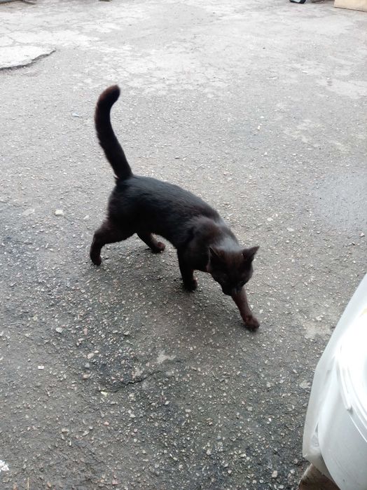 Котик чорний метис мейн - кун , ЧОРІ 1.5 року