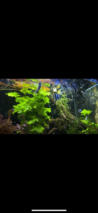 Akwarium 375l zestaw