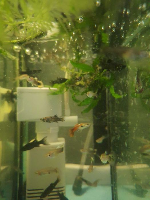 Gupik samce i samice , młode różny rodzaj  wielkości około 2-3 cm