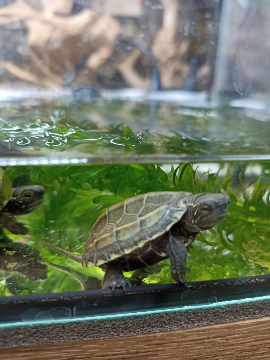 Żółw Chiński (mauremys reevesii)