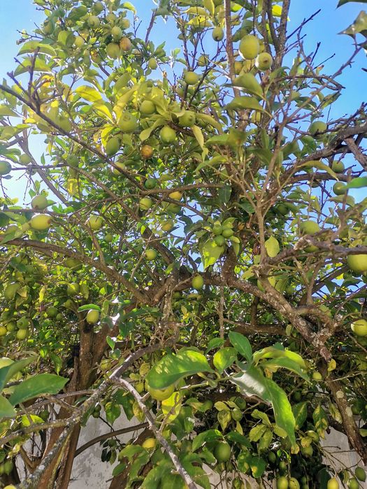 Limões sem tratamentos