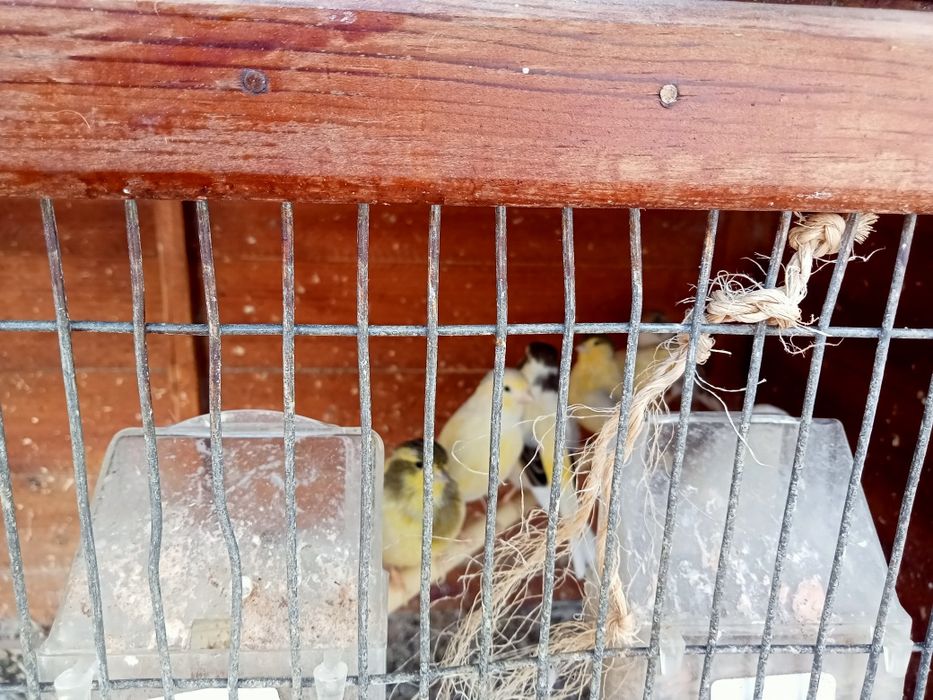 Canários vendo bem bonitos