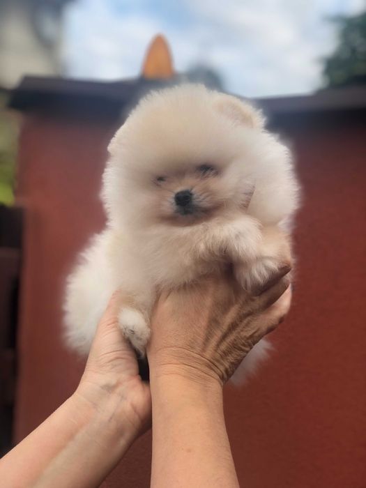 Szpic miniaturowy pomeranian śliczny mini samczyk typ misia BOO