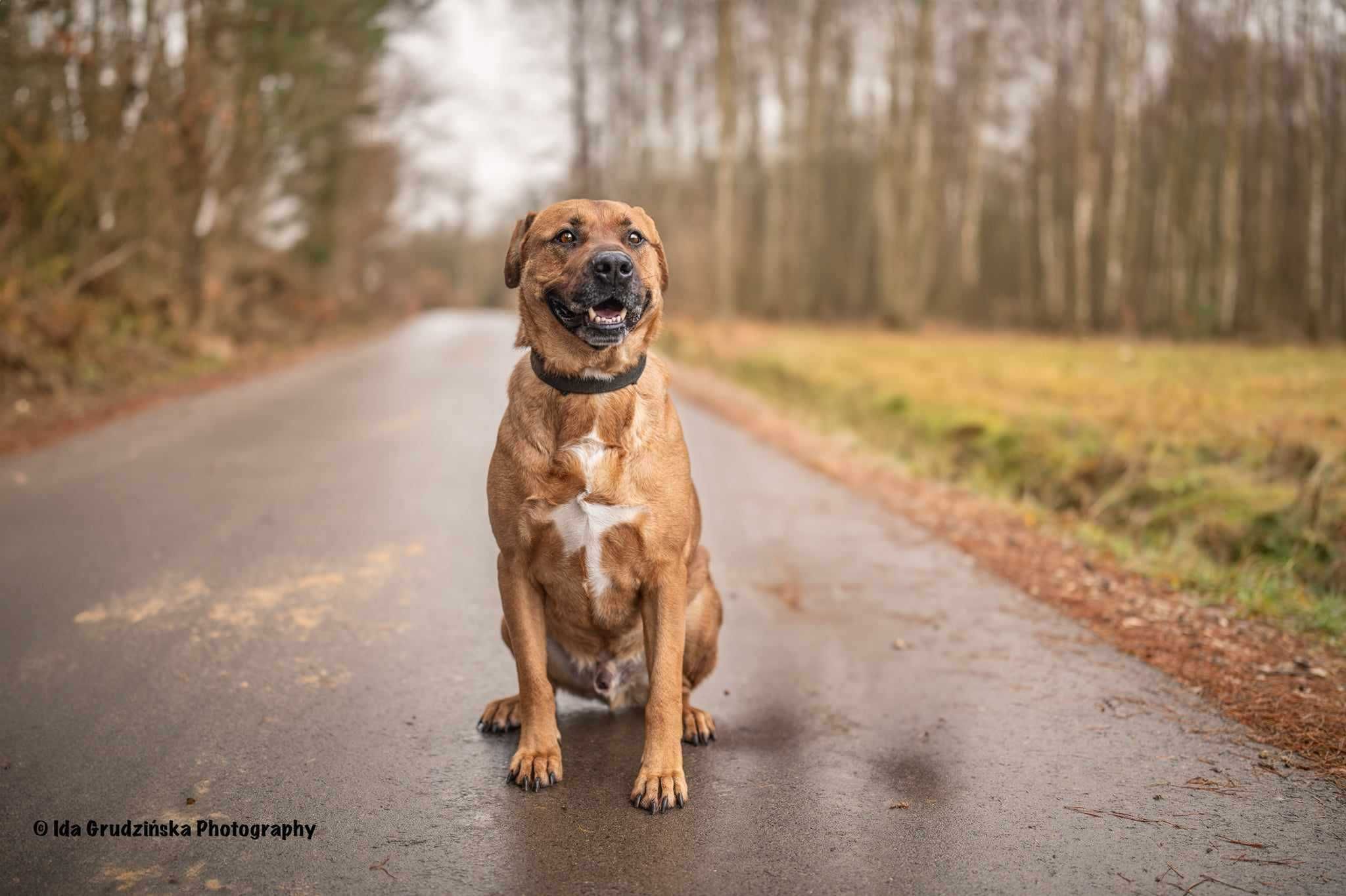 BUDDY Tosa inu mix do adopcji, duży, majestatyczny psiak szuka rodziny