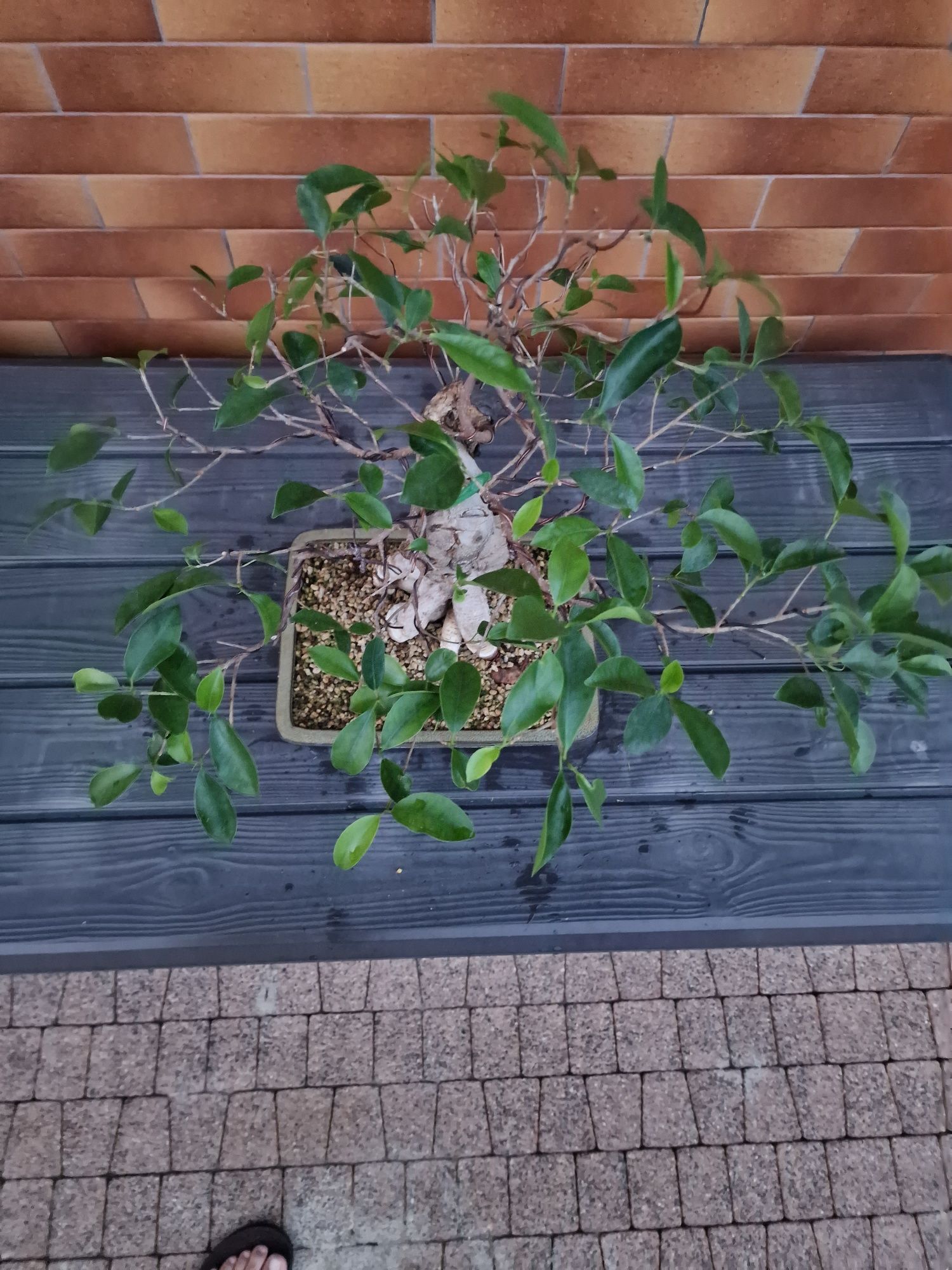 Fikus bonsai w trakcie formowania