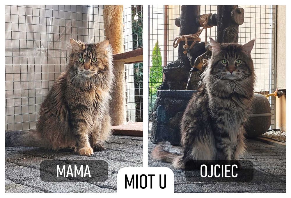 Kotka Maine Coon gotowa na zmianę domku