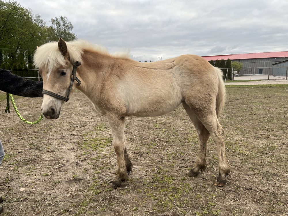 Klacz haflinger 9 miesiecy