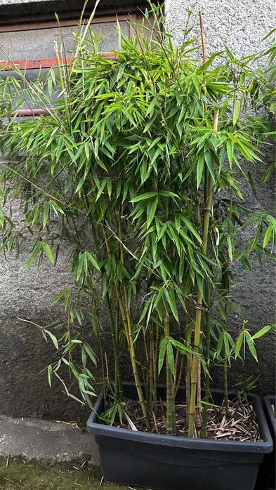 Bambu - vaso com vários pés