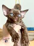 Devon Rex, Dżentelmen 3 mc z Hasu’Neko*PL