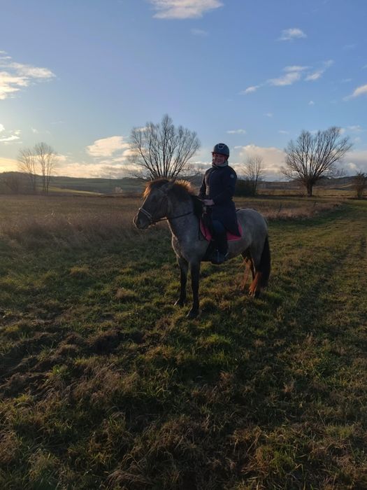 Sprzedam konika polskiego