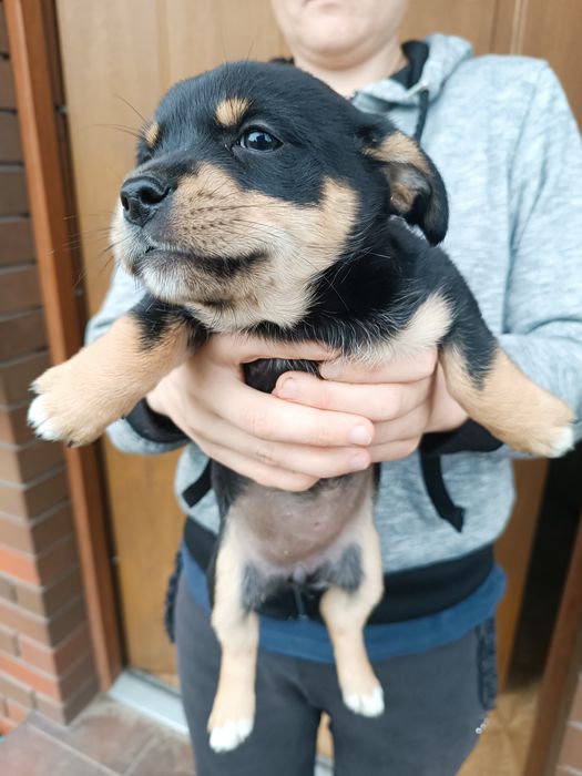 Oddam malą suczkę