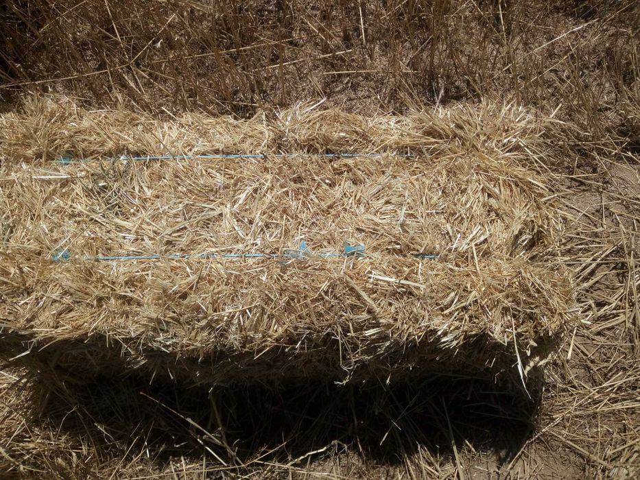 Palha sem grão, para cama ou alimentação