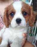 Cavalier King Charles Spaniel **gotowe do odbioru**