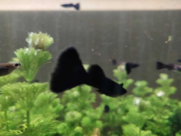 Gupik Full Black (para) rybka do akwarium