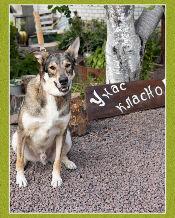 Великий пес класний молодий кобель даром відам бесплатно