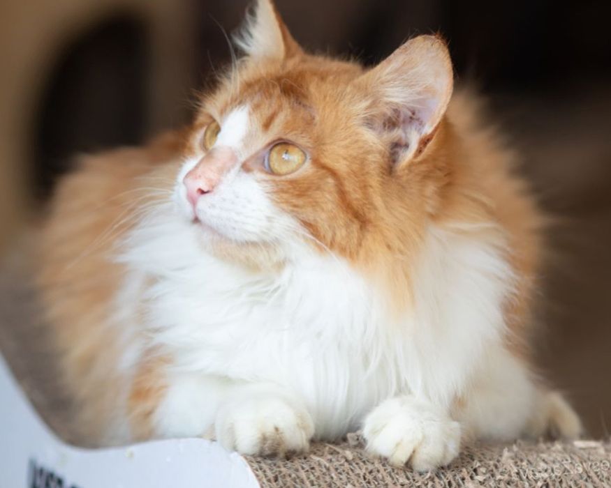 Рон 2 года, рыже белый котик, добряк