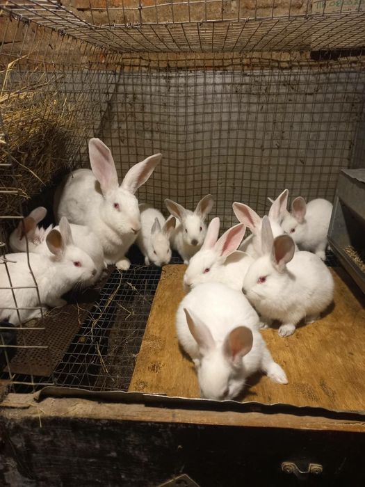 Продам Кролі "Хіплус" на плем'я.