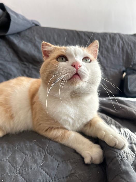 Кастрований рудий котик шукає дім. Кіт-липучка в добрі руки.