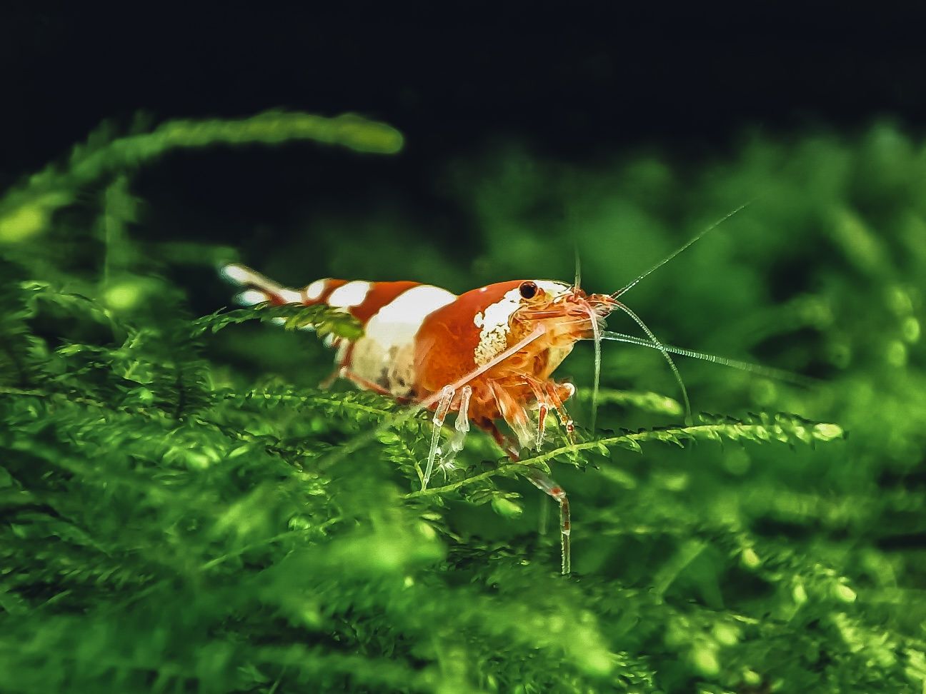 Krewetki caridina Crystal Red, Red bee,