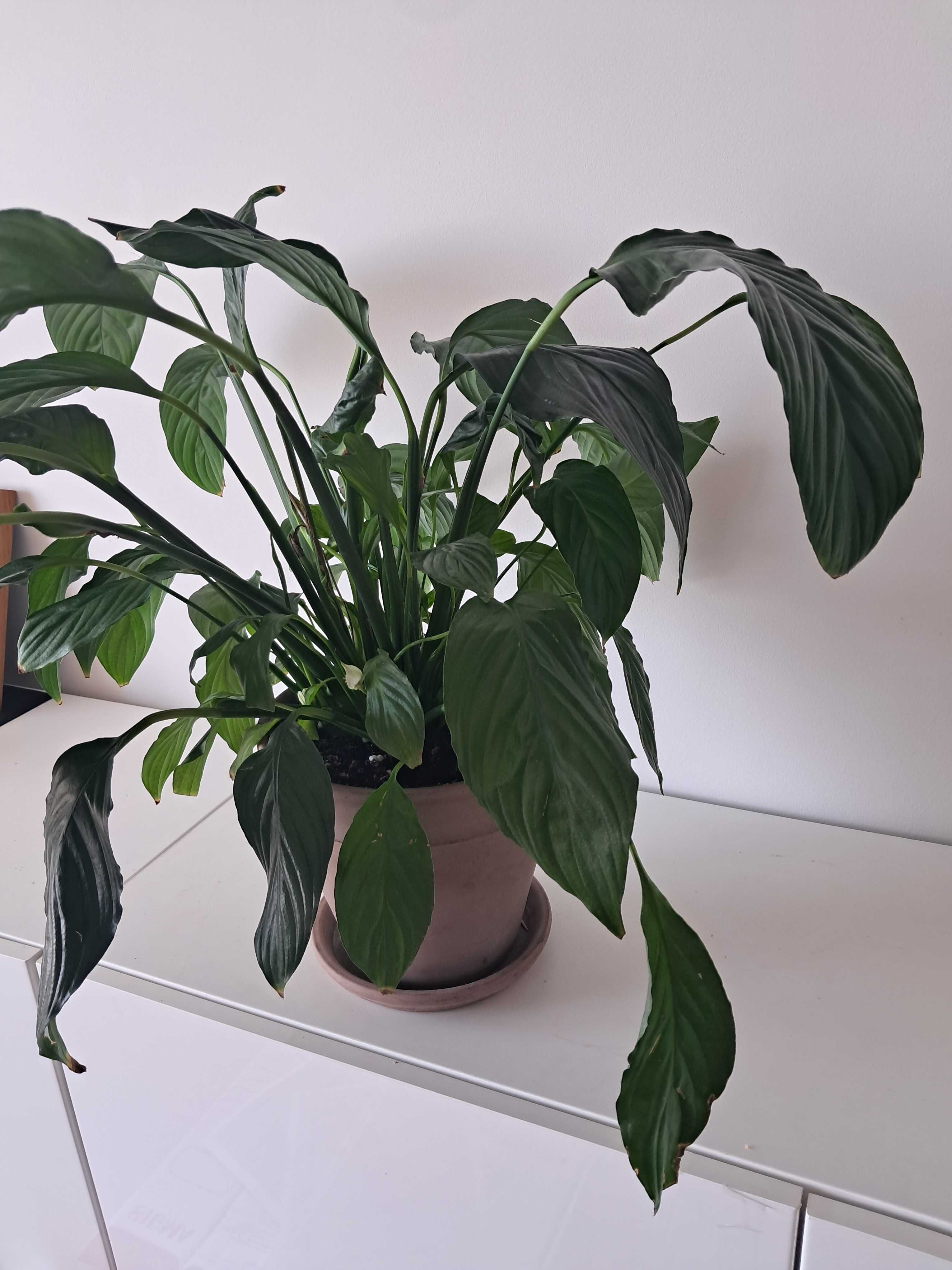 spatifilum, chlorophytum