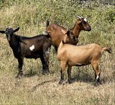 Cabras da raca ana prenhas/ paridas e cabrito reprodutor