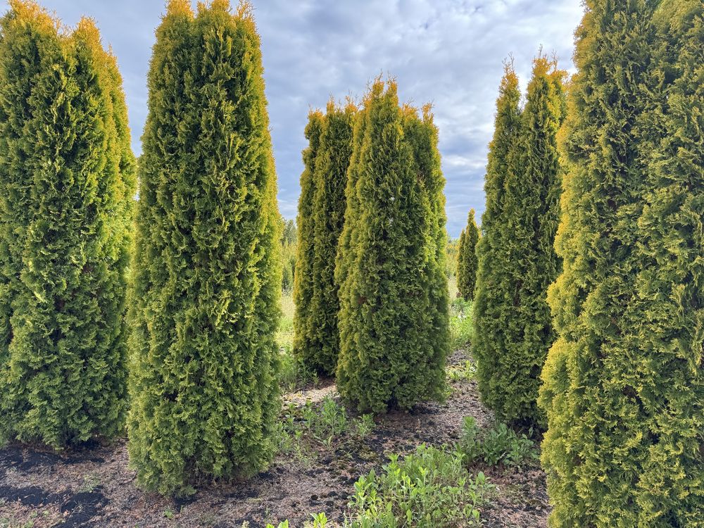 Thuja Golden Smaragd Jantar 240-320 cm i inne żywopłot Transport