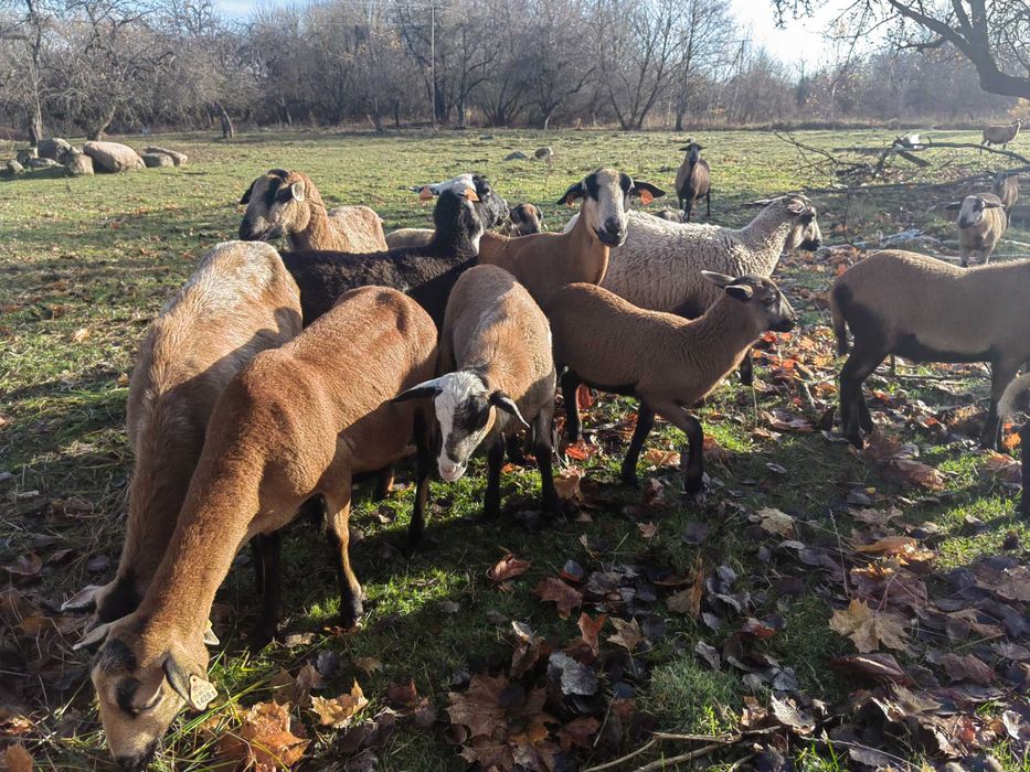 Owieczki, baranki, tryczki barbados