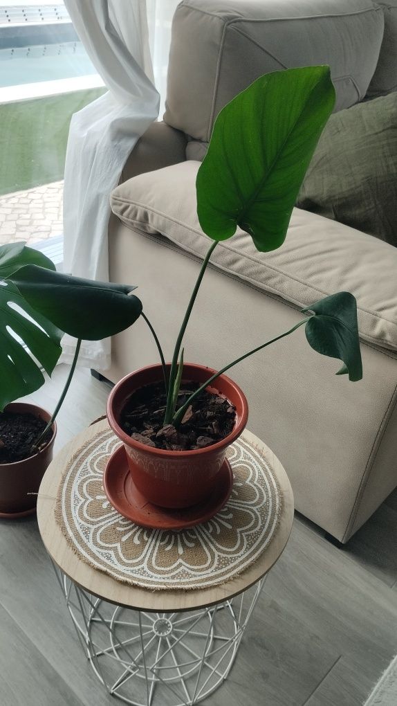 Monteras deliciosa
