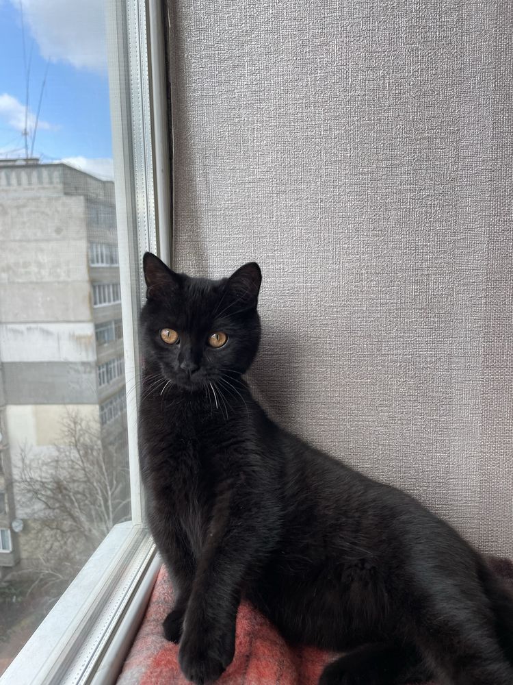 Котик в добрі руки