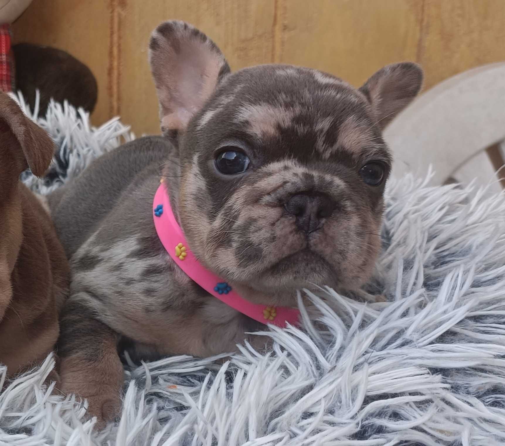 Femea bulldog francês