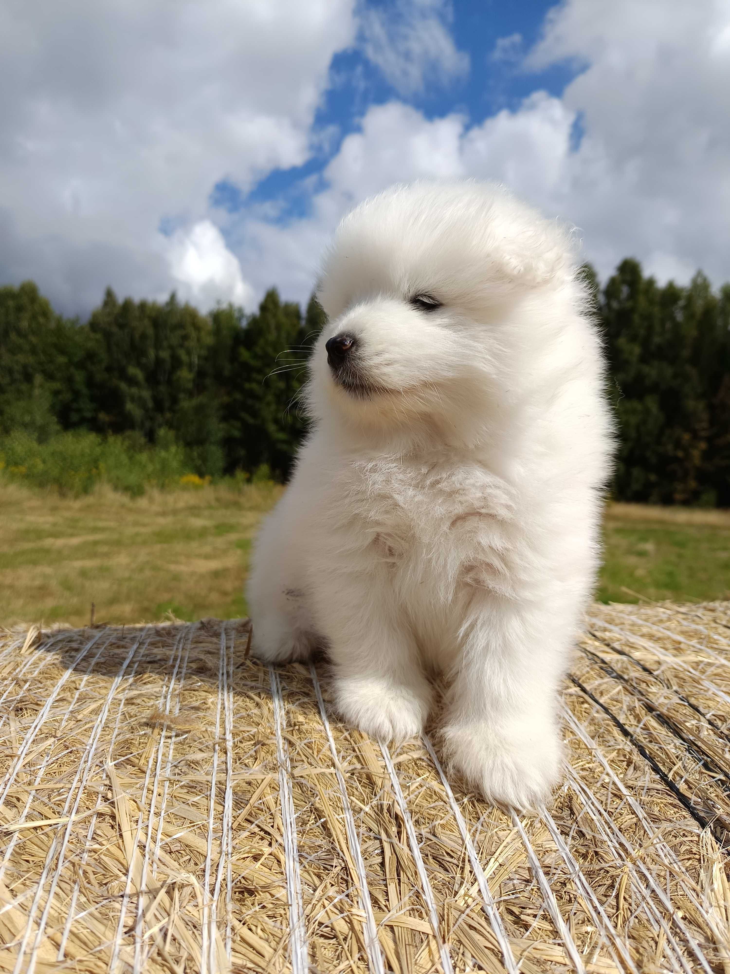Samoyed szczenię Już do odbioru ZKwP FCI