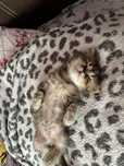 Шотландський прямовухий котик , хлопчик