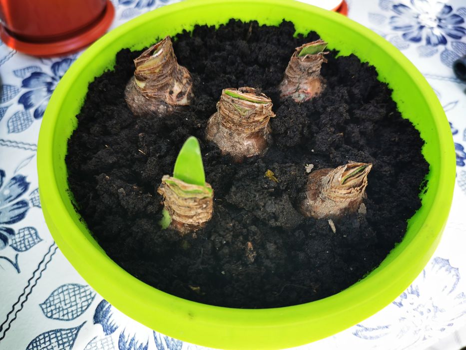 Гіпераструм,лілія,цибулини