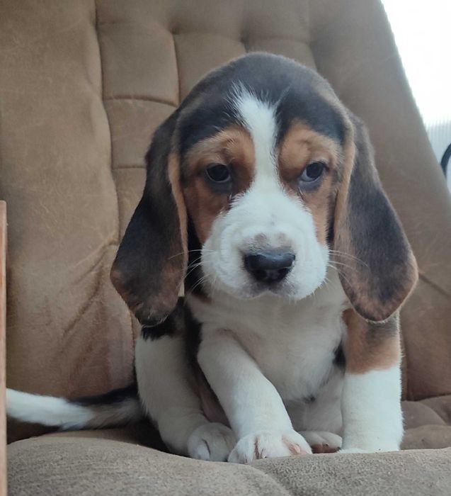Beagle suczka tricolor