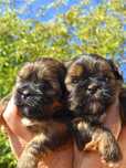 Shih tzu uroczy piesek