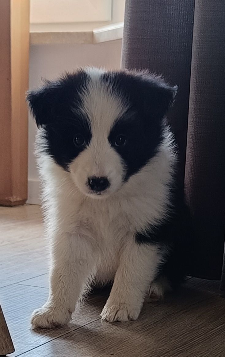 Border collie dziewczynka FCI zkwp szczeniak
