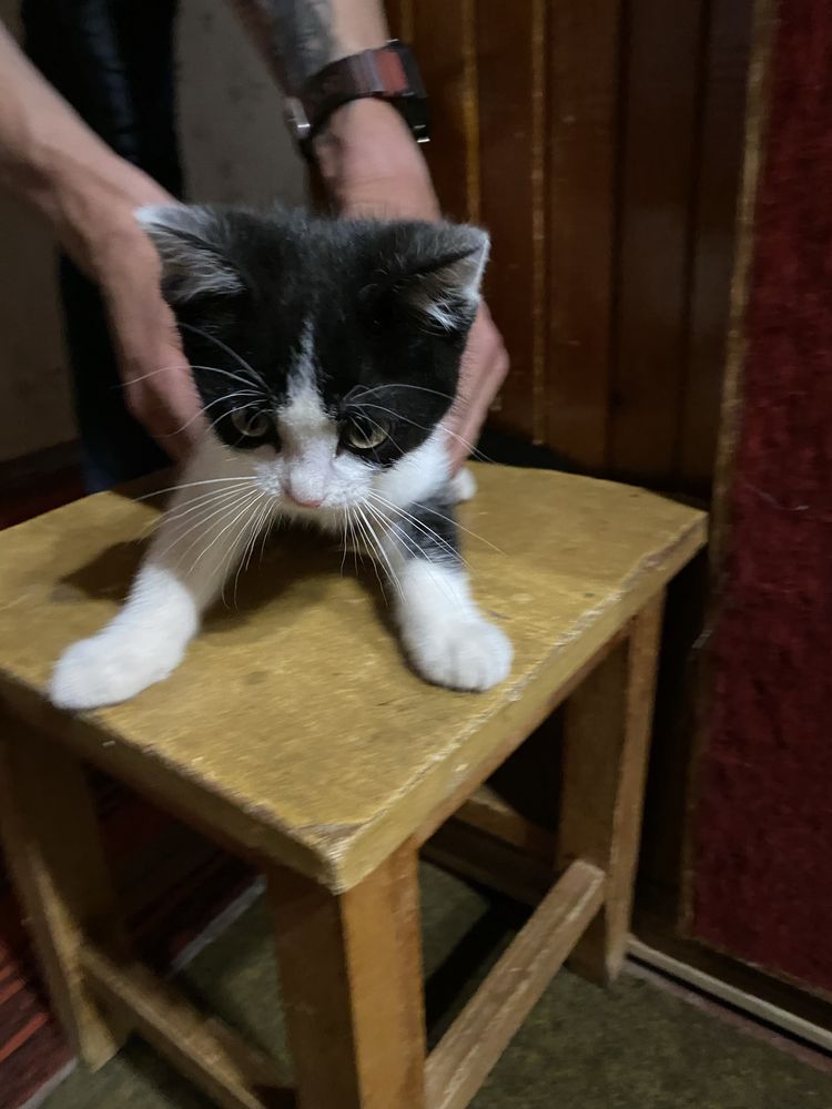 Віддамо кошенят в добрі руки