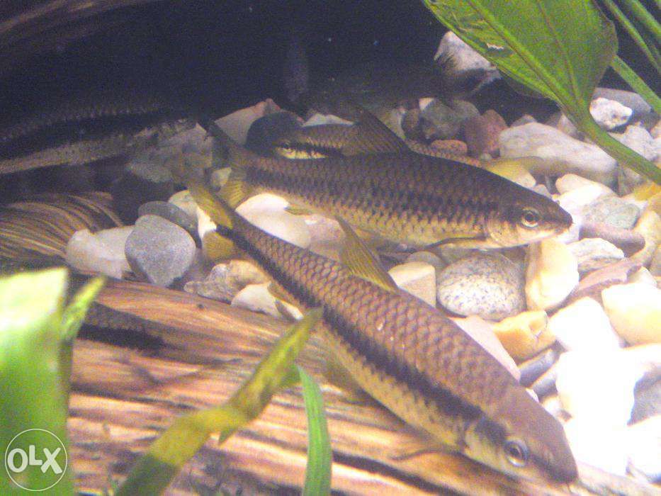 GB Kosiarka, Grubowarg Syjamski (Crossocheilus oblongus)