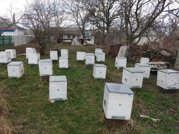 Пчёлы бджоли пасека пасіка вулики ульи фальцевые многокорпусные Дадана