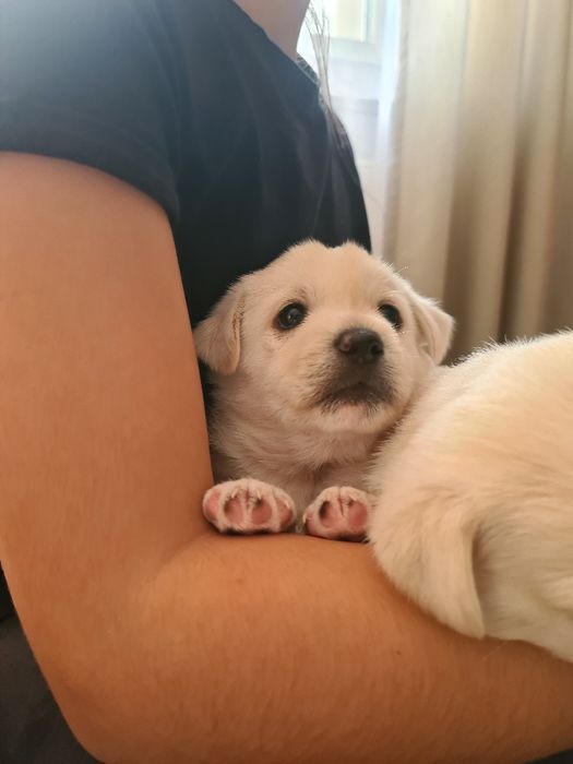 Pieski Szczeniaki szukają nowych waścicieli