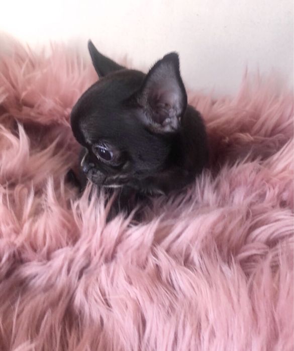 Супер міні дівчинка чихуахуа!