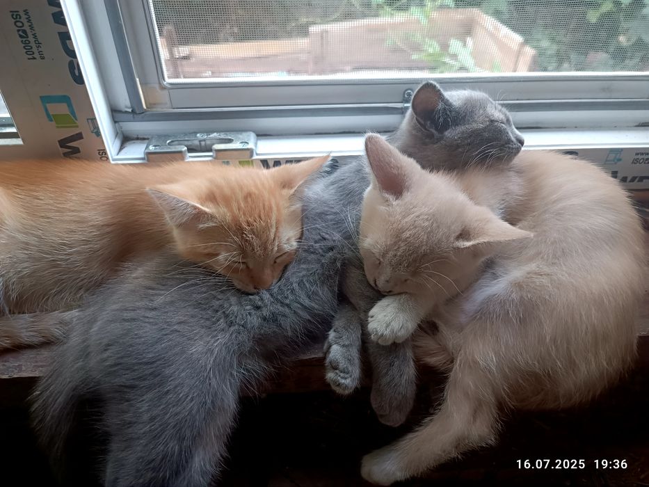 кому нужен котенок