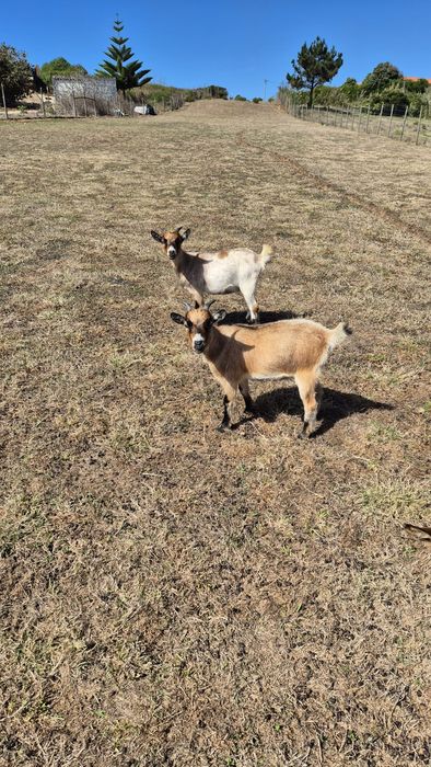 Cabras anãs fêmeas para venda