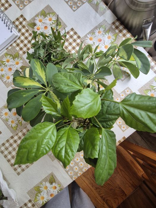 Philodendron silver ukorzenione odnóżki