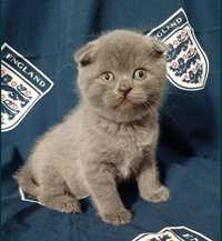 Шотландские котята котик котенок вислоухий мальчик в голубом окрасе