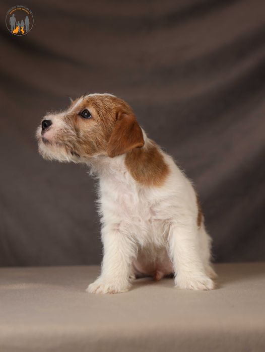 Jack Russell Terrier ZKwP  piesek po CH.PL